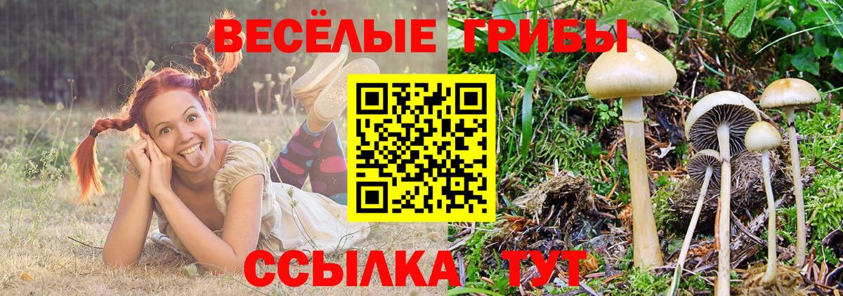 Галлюциногенные грибы ЛСД  Псилоцибиновые грибы Psilocybe  Вход с VPN  Торжок 